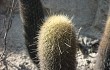 Anteprima di Echinopsis pseudomelanostele