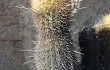 Preview photo Echinopsis pseudomelanostele