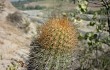 Vista previa de Echinopsis pseudomelanostele