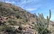 Vista previa de Echinopsis rauhii