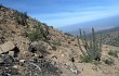 Anteprima di Echinopsis rauhii