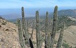 Preview photo Echinopsis rauhii