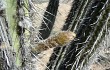 Anteprima di Echinopsis rauhii