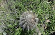 Preview photo Echinopsis rauhii