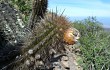 Vista previa de Echinopsis rauhii