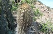 Anteprima di Echinopsis rauhii