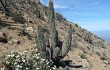 Anteprima di Echinopsis rauhii