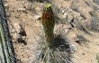 Anteprima di Echinopsis rauhii