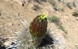 Vista previa de Echinopsis rauhii