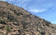 Vista previa de Echinopsis rauhii