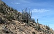 Anteprima di Echinopsis rauhii