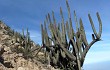 Preview photo Echinopsis rauhii