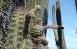 Anteprima di Echinopsis rauhii