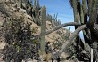 Preview photo Echinopsis rauhii