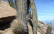 Anteprima di Echinopsis rauhii