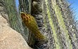 Anteprima di Echinopsis rauhii