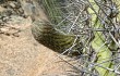 Anteprima di Echinopsis rauhii