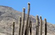 Preview photo Echinopsis rauhii