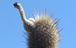 Anteprima di Echinopsis rauhii