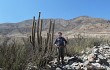 Anteprima di Echinopsis rauhii