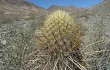 Anteprima di Echinopsis rauhii