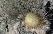 Anteprima di Echinopsis rauhii