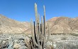 Vista previa de Echinopsis rauhii