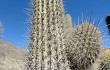 Anteprima di Echinopsis rauhii