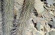 Preview photo Echinopsis rauhii