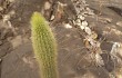 Anteprima di Echinopsis rondoniana