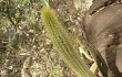 Preview photo Echinopsis rondoniana