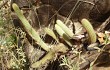 Vista previa de Echinopsis rondoniana