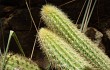 Preview photo Echinopsis rondoniana