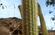 Preview photo Echinopsis rondoniana