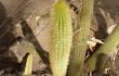 Anteprima di Echinopsis rondoniana