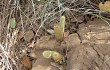 Vista previa de Echinopsis rondoniana