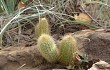 Vista previa de Echinopsis rondoniana