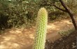 Vista previa de Echinopsis rondoniana