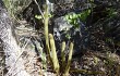 Anteprima di Echinopsis rondoniana