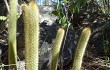 Preview photo Echinopsis rondoniana