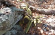 Anteprima di Echinopsis rondoniana