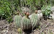 Preview photo Echinopsis rowleyi