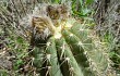 Anteprima di Echinopsis rowleyi