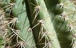 Vista previa de Echinopsis rowleyi