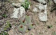 Anteprima di Echinopsis rowleyi