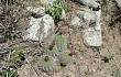 Preview photo Echinopsis rowleyi