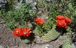 Anteprima di Echinopsis rowleyi