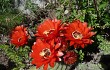 Anteprima di Echinopsis rowleyi