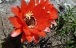 Preview photo Echinopsis rowleyi