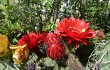 Anteprima di Echinopsis rowleyi